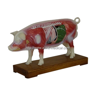MR182 猪针灸模型