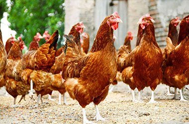 Tongda Enterprises Company Limited