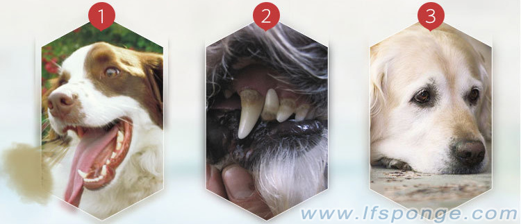 Life-nano-pet-toothbrush-wholesale-from-lfsponge Life-nano-pet-brosse à dents en gros-de-lfsponge