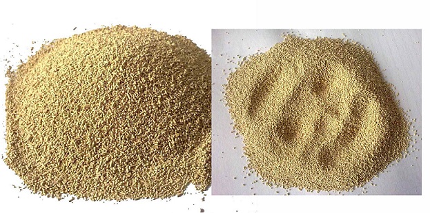 muestra del polvo de la levadura