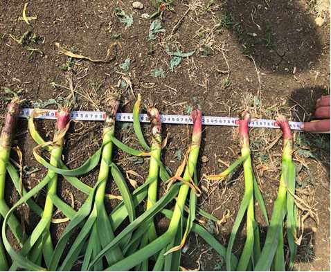 garlic sprout