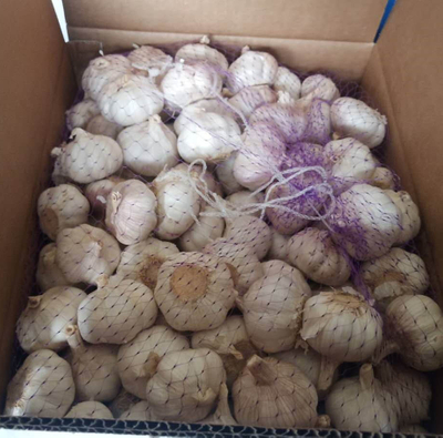 2020 China Shang Fresh Purple Garlic Suppliers Spice World Garlic China