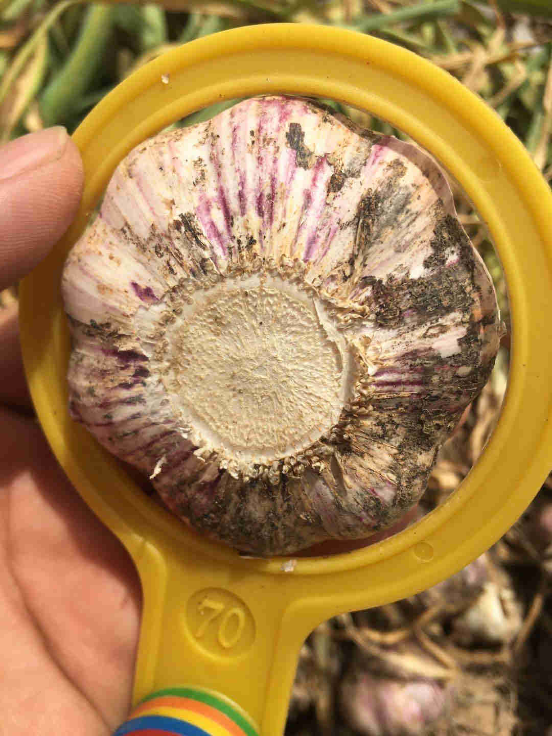 7.0 cm up garlic bulb 2020 China jinxiang fresh garlic
