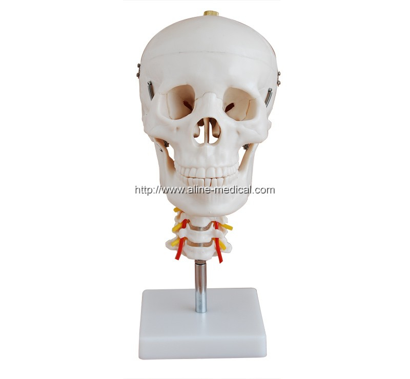 Skull with Cervical Spine