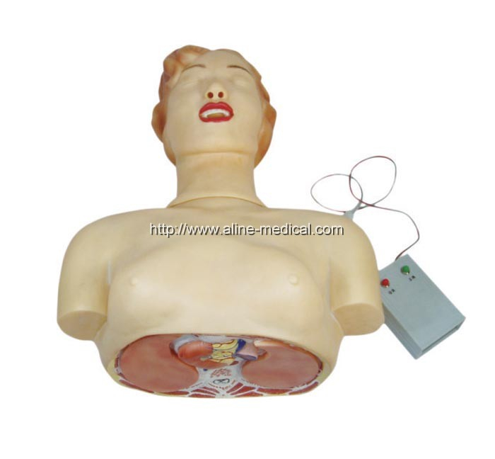 Basic CPR Training Model (Half Body)