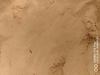 Roasted Garlic Powder for Restaurants
