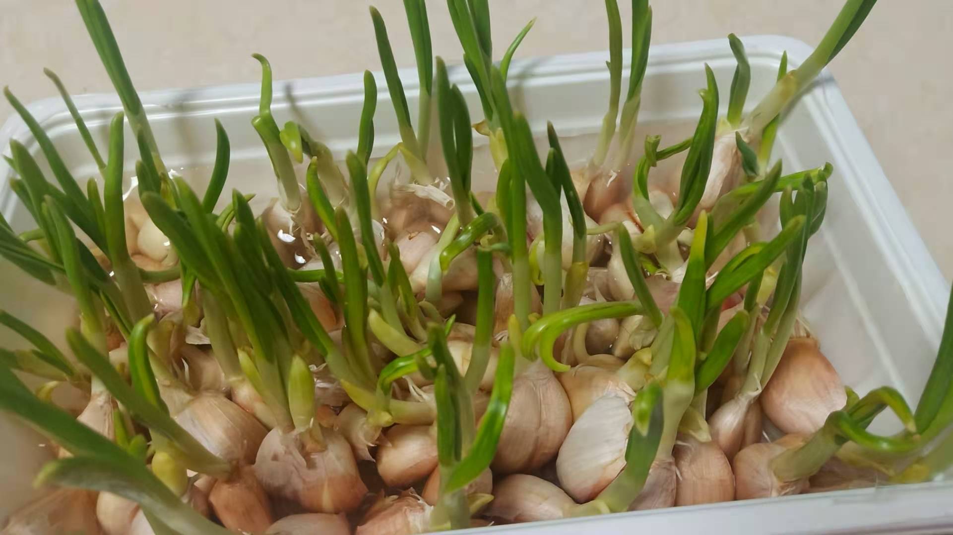 garlic sprout