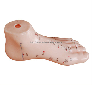 MR172 足部针灸模型