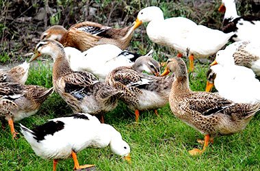 Tongda Enterprises Company Limited