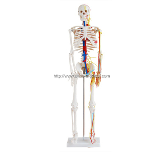 85cm Skeleton with Nerves and Blood Vessels