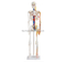 85cm Skeleton with Nerves and Blood Vessels