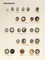 Shell Button