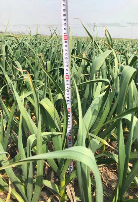 2021 garlic sprout height