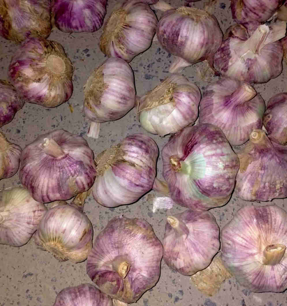 produce fresh garlic