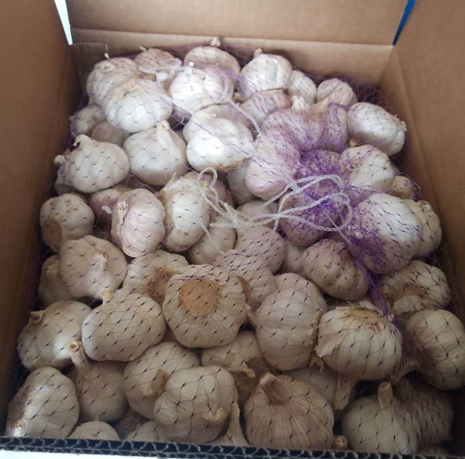 pure white garlic in mesh bag and carton_副本