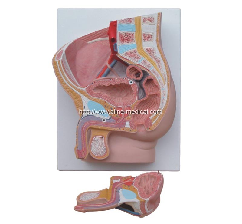 Human Male Pelvis Section (2 Parts)