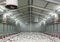 Structure m&eacute;tallique pr&eacute;fabriqu&eacute;e durable de Chambre de poulet pour la volaille