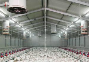 Structure m&eacute;tallique pr&eacute;fabriqu&eacute;e durable de Chambre de poulet pour la volaille