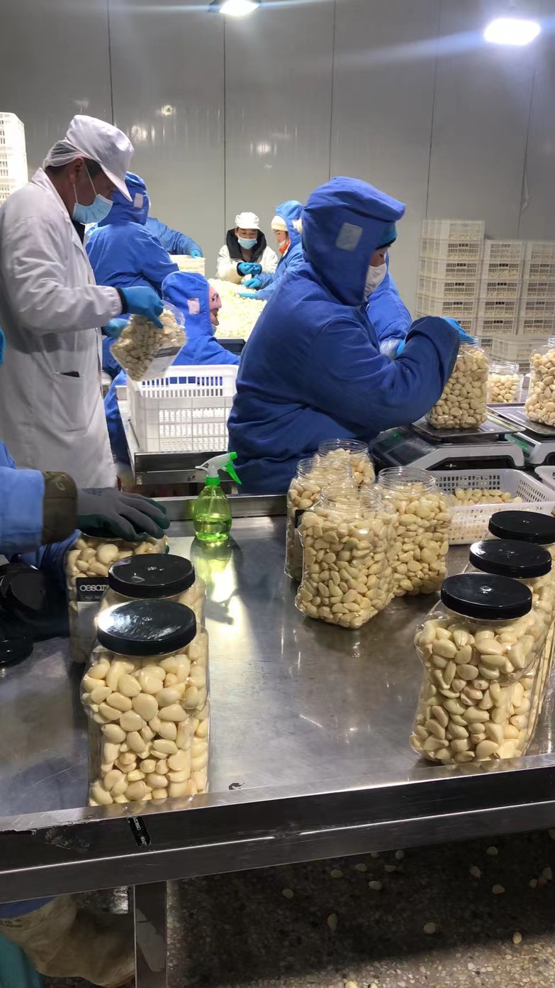 fresh peeled garlic workshop