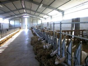 Les cheptels laitiers pr&eacute;fabriqu&eacute;s ont jet&eacute;/le mod&egrave;le d'entrep&ocirc;t structure m&eacute;tallique