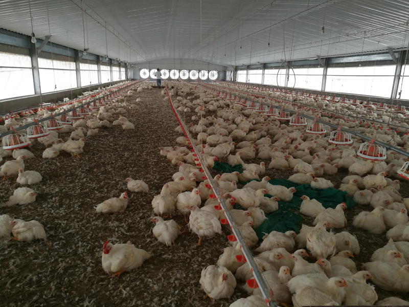 Ecuado Prefabricated Steel Structure Chicken Broiler House