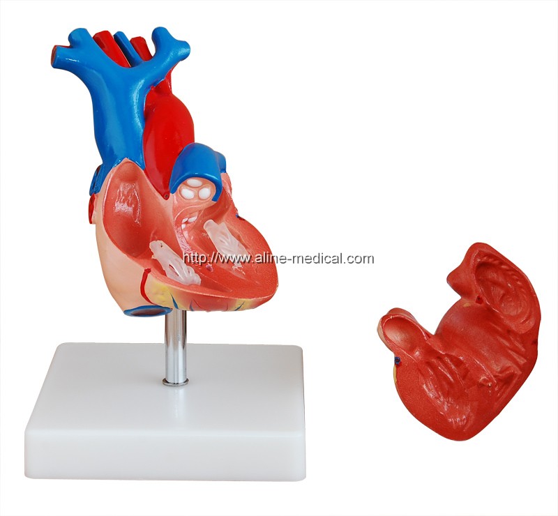 Life-Size Heart Model