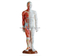 Acupuncture & Muscle Model55CM Male