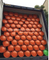 DOT Ce ISO4706 12kg 25lb LPG Gas Cylinder/Tank/Bottle