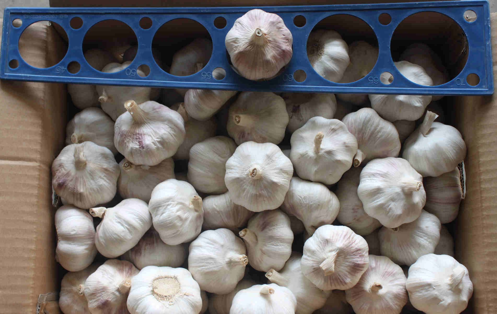 measure garlic whole bulb size