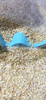 2020 Crop Dehydrated Garlic Granules Price Supplier