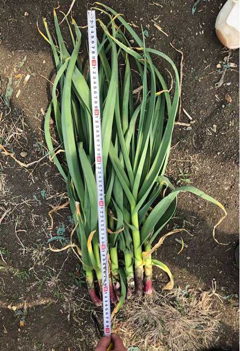2021 garlic height from roots