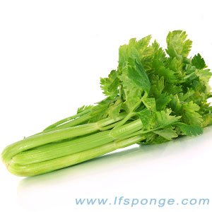 Thick-Celery-Fiber-like-a-broom,-sweeping-away-some-of-the-food-residue-on-the-teeth,.jpg Grueso-Apio-Fibra-como-uno-escoba, - arrebatador-lejos-alguno-de--alimento-residuo-en--dientes, .jpg