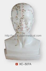 MR169b 头部针灸模型