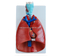 Larynx, Heart and Lung Model