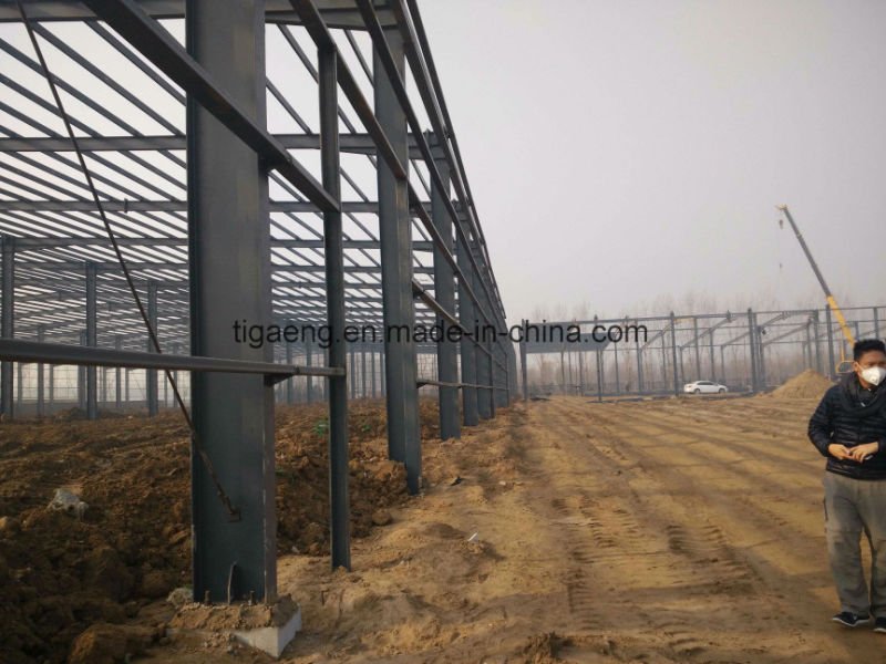 Rust Proof Chicken Farm Multi Span Steel Structure Building