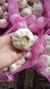 2020 China Fresh Pure White Garlic Export Garlic Bulb Price