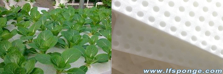 Sponge-for-Soilless Sponge-for-Soilless