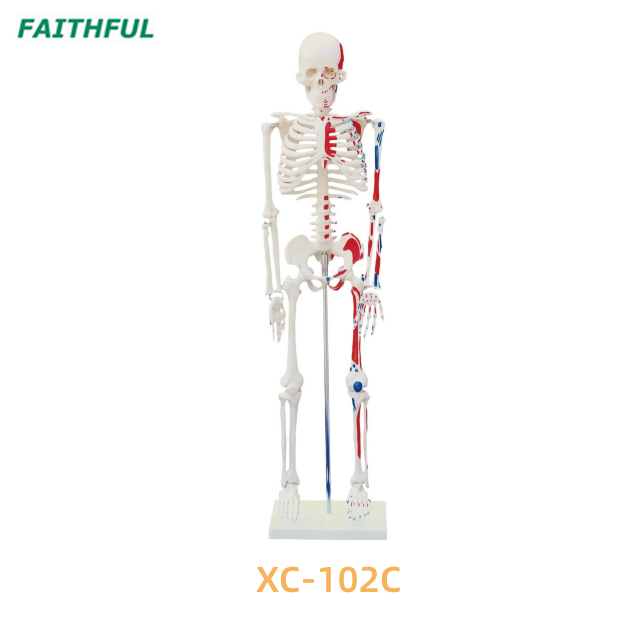 85CM Skeleton with Nerves XC-102A/B/C