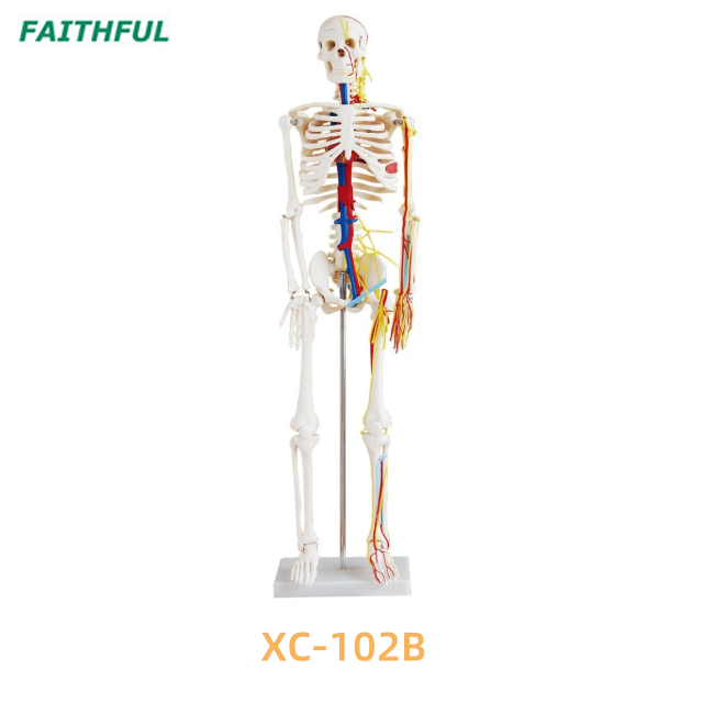 85CM Skeleton with Nerves XC-102A/B/C