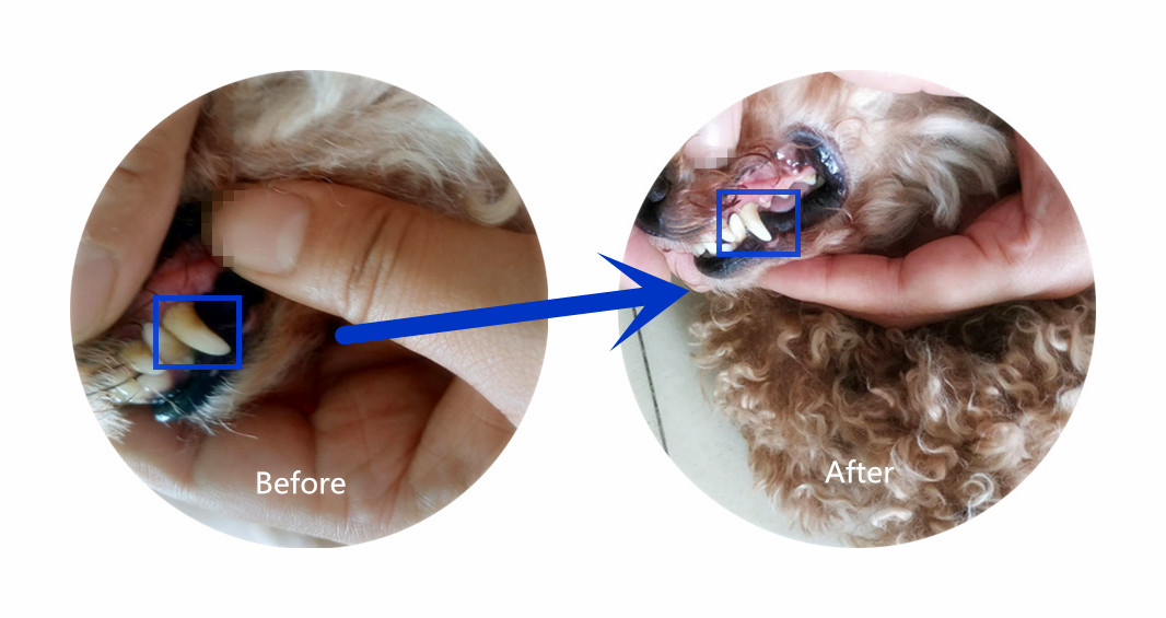 brosse à dents pour animaux de compagnie