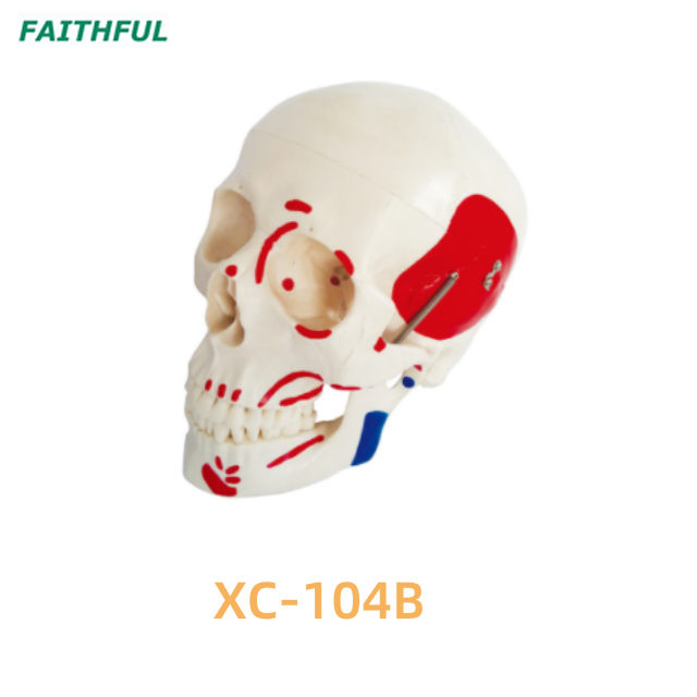 Skull Model XC-104 Series