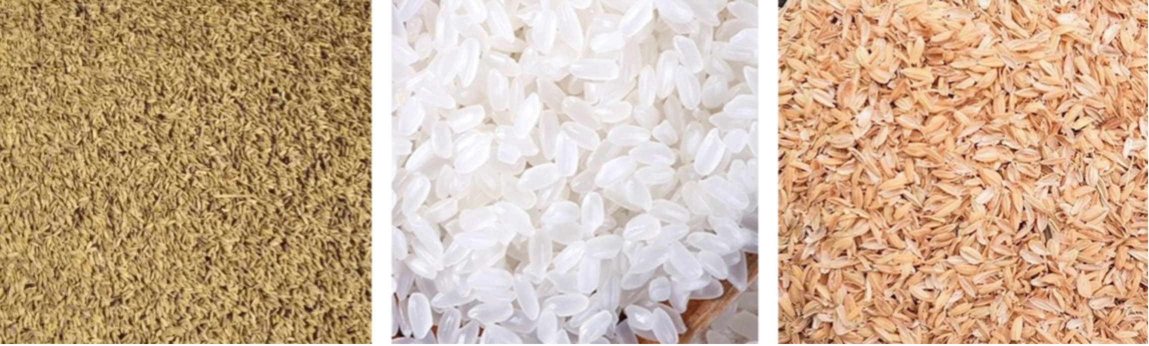 Corn Peeler5 Corn Peeler5