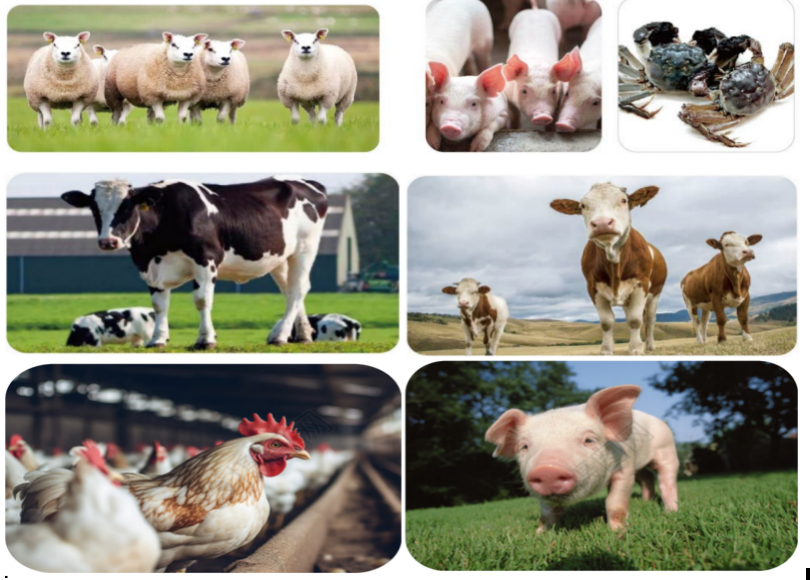 corn flaking mill1 corn flaking mill1