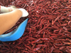 Sweet Paprika Powder (80 Asta) 