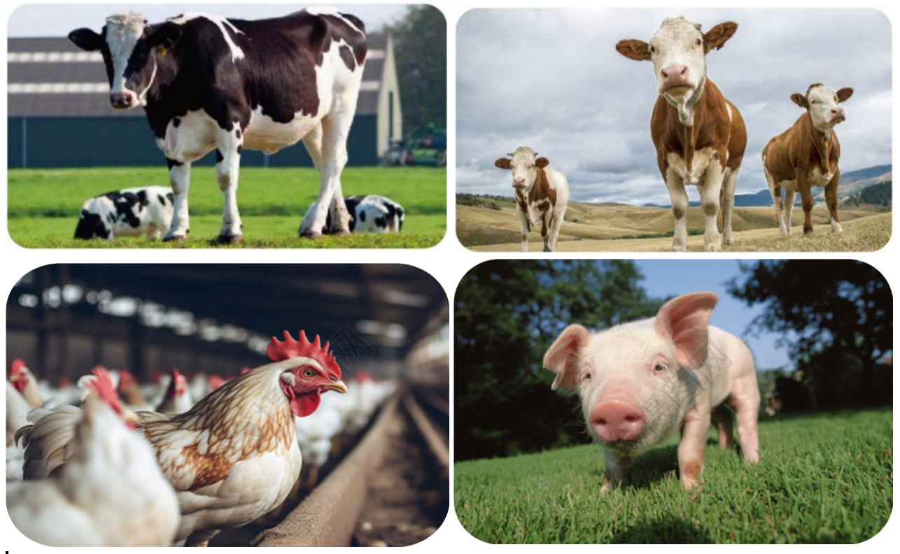 Corn Flakes Machine1 Corn Flakes Machine1