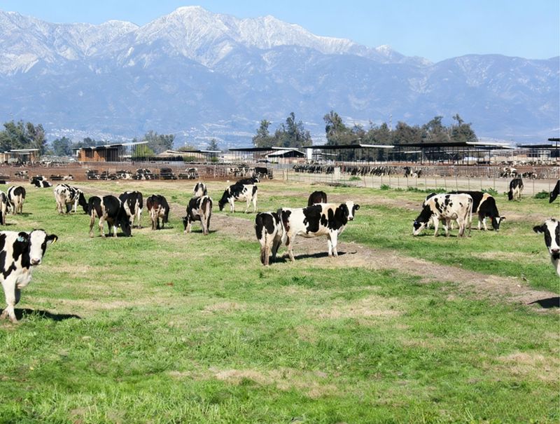 The important role of methionine in dairy cows El importante papel de la metionina en las vacas lecheras