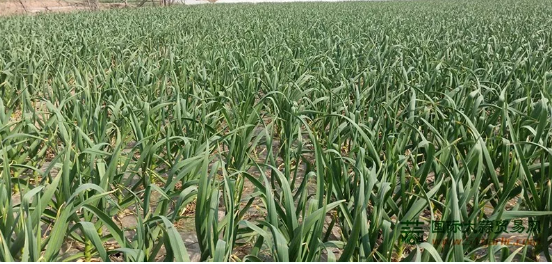 Chinese Dehydrated garlic import tax increase