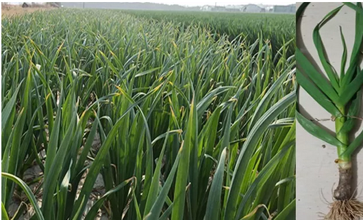 Chinese dehydrated garlic market from 2015 to 2019