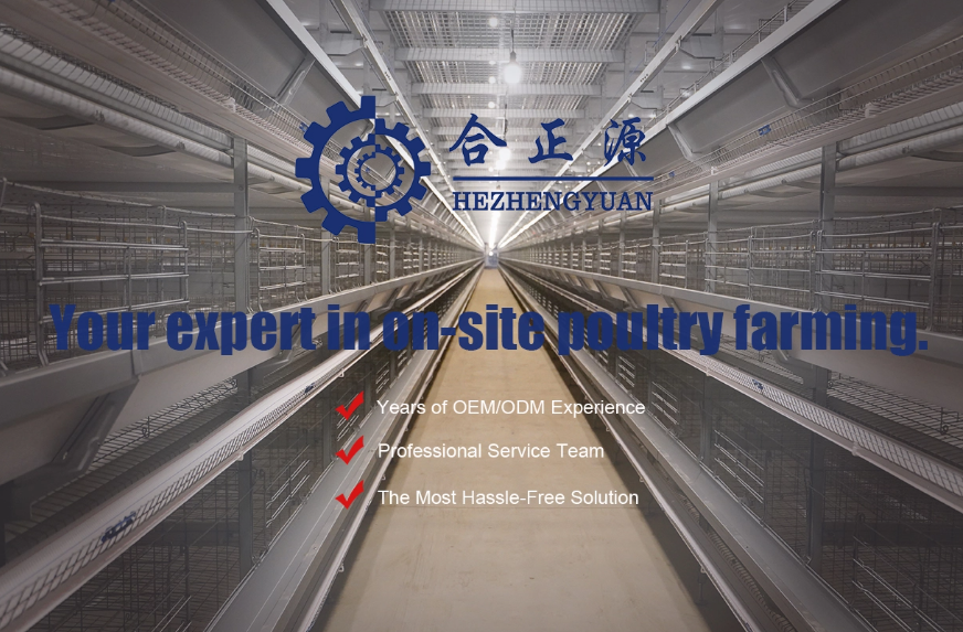 chicken cage system sistema de jaula para pollos