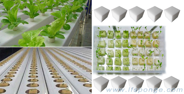 water planting melamine foam sponge from lfsponge éponge en mousse de mélamine de plantation d'eau de lfsponge